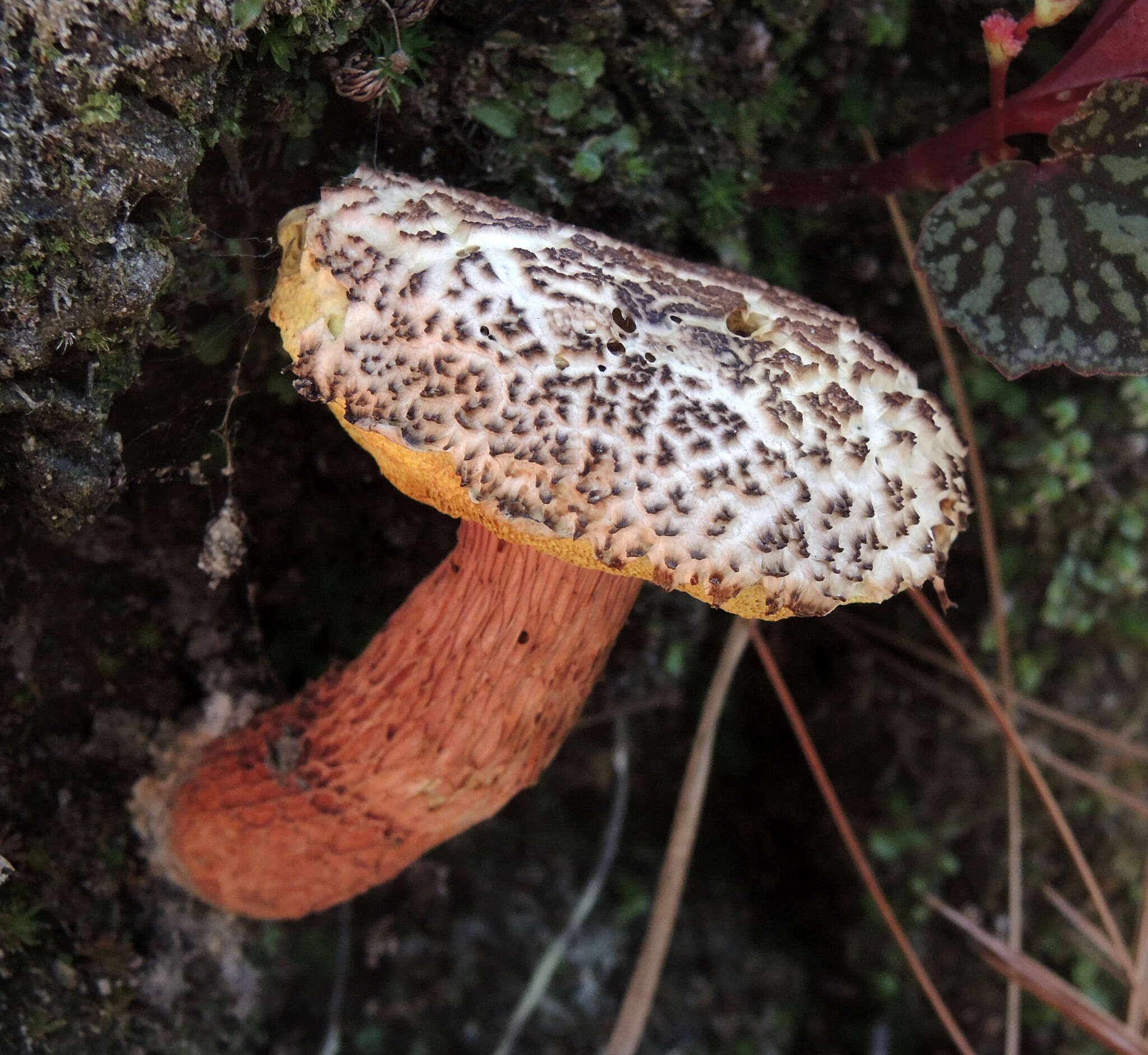 Image of Aureoboletus russellii (Frost) G. Wu & Zhu L. Yang 2016