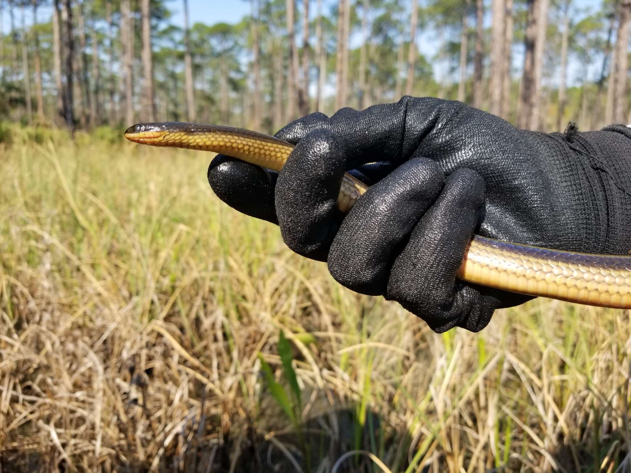 Image of Striped Crayfish Snake