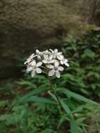 Image of Lysimachia pentapetala Bunge