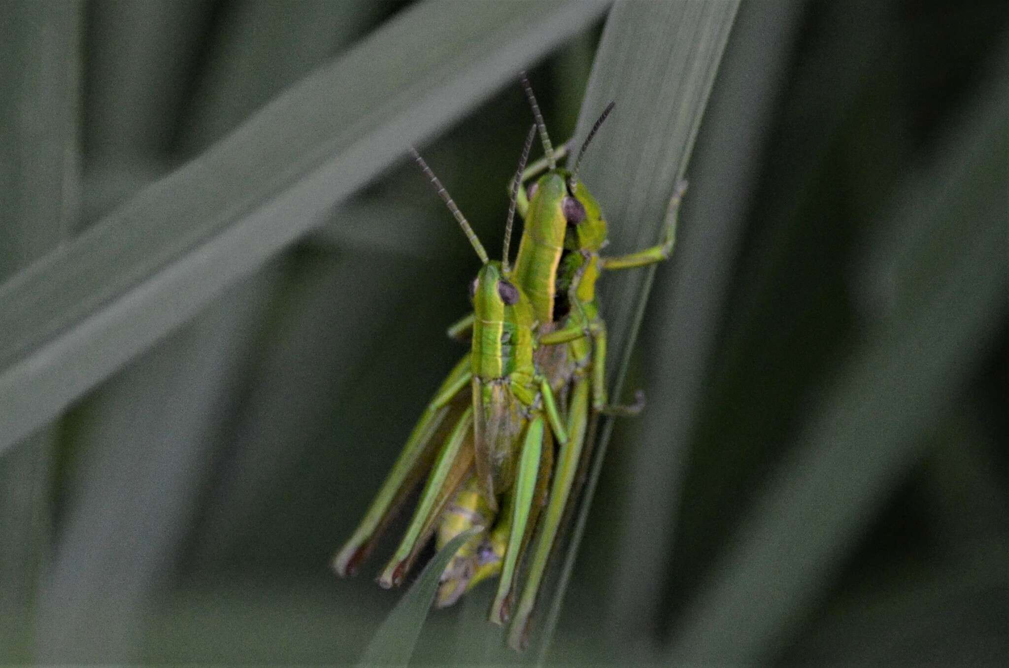 Image de Euthystira brachyptera brachyptera (Ocskay 1826)