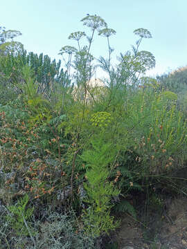 Image of Notobubon tenuifolium (Thunb.) Magee