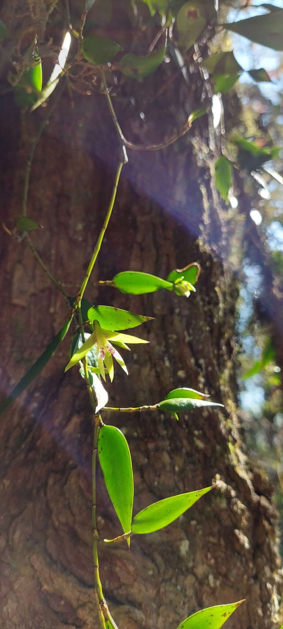 Imagem de Dendrobium pugioniforme A. Cunn. ex Lindl.