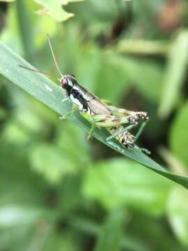 Melanoplus viridipes Scudder & S. H. 1897的圖片