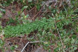 صورة Chrysopsis linearifolia var. dressii (Semple) D. B. Ward