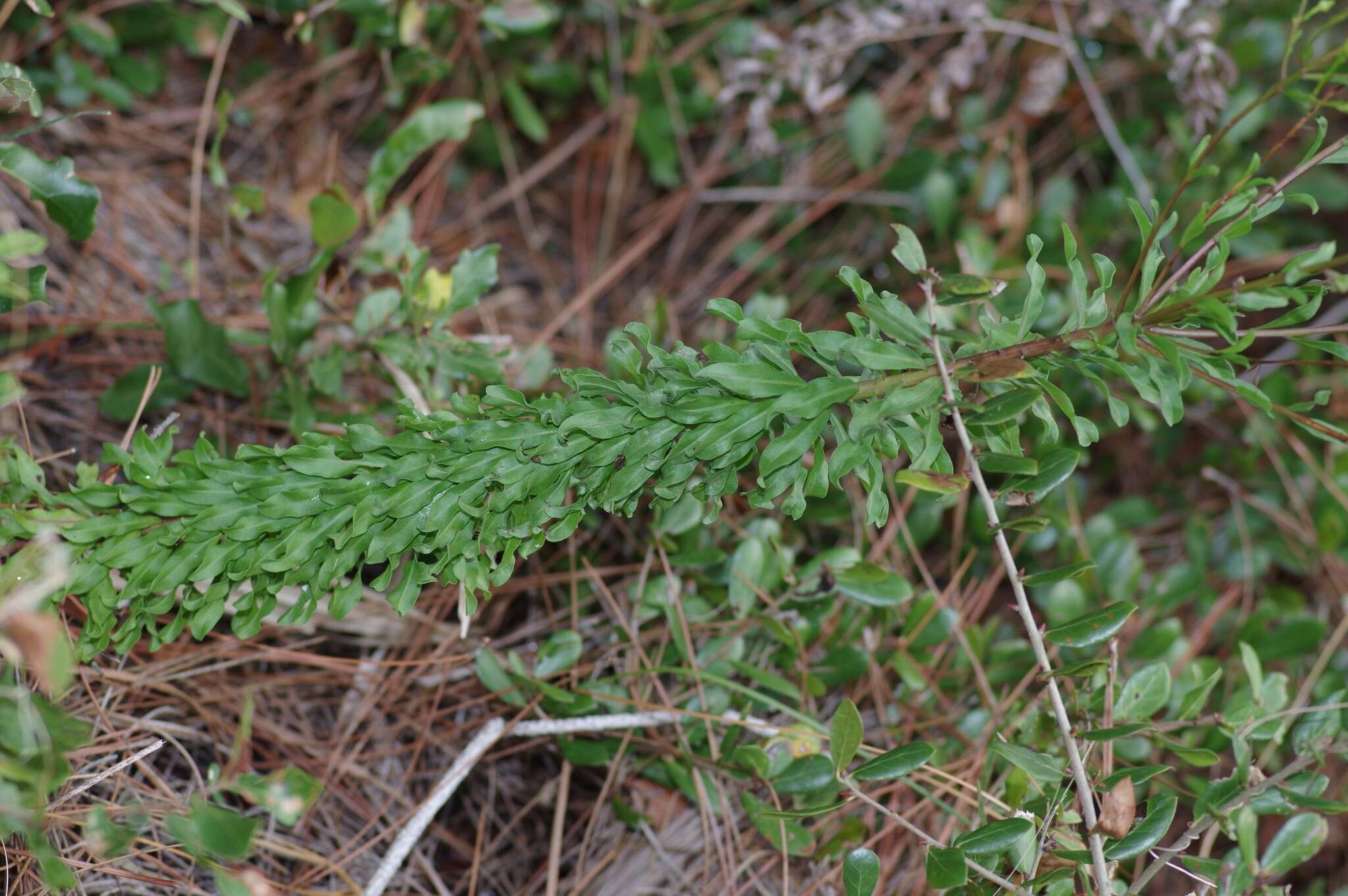 Image of Dress' goldenaster