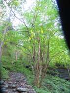 Plancia ëd Laburnum alpinum (Mill.) Bercht. & J. Presl