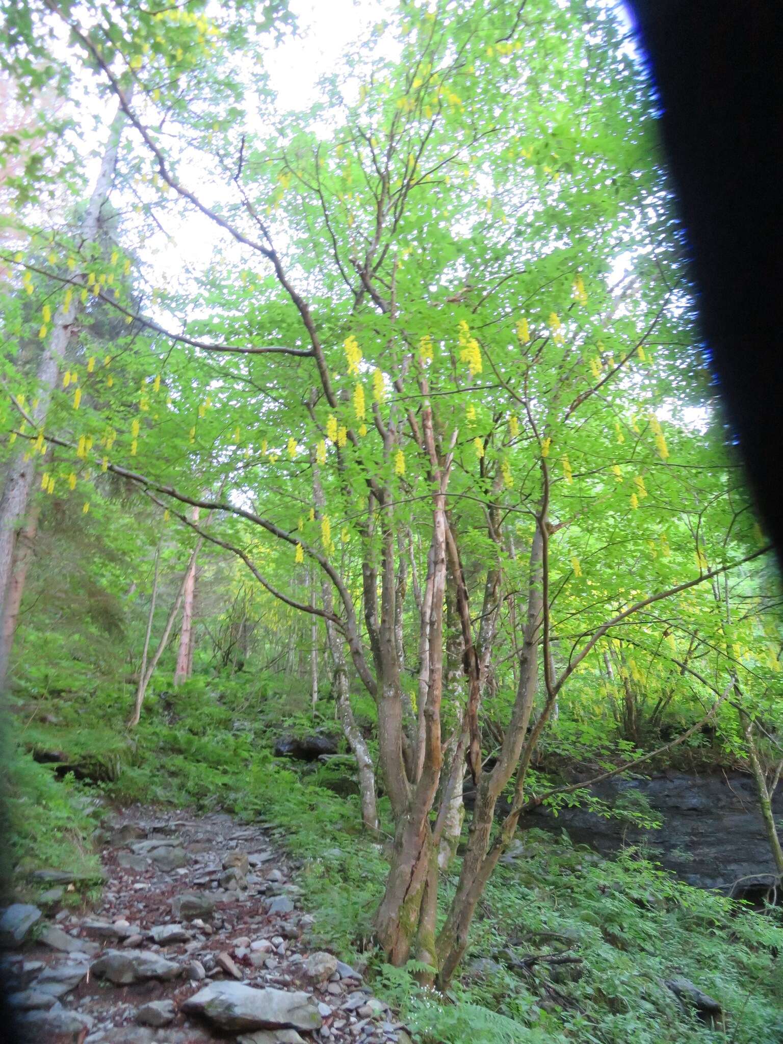 Plancia ëd Laburnum alpinum (Mill.) Bercht. & J. Presl