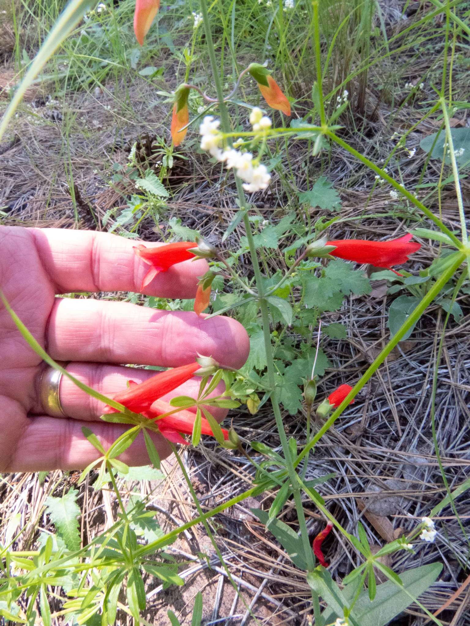 Image de Penstemon barbatus subsp. barbatus