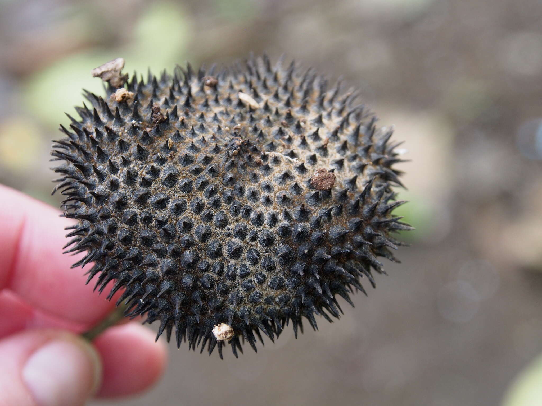 Sivun Apeiba membranacea Spruce ex Benth. kuva