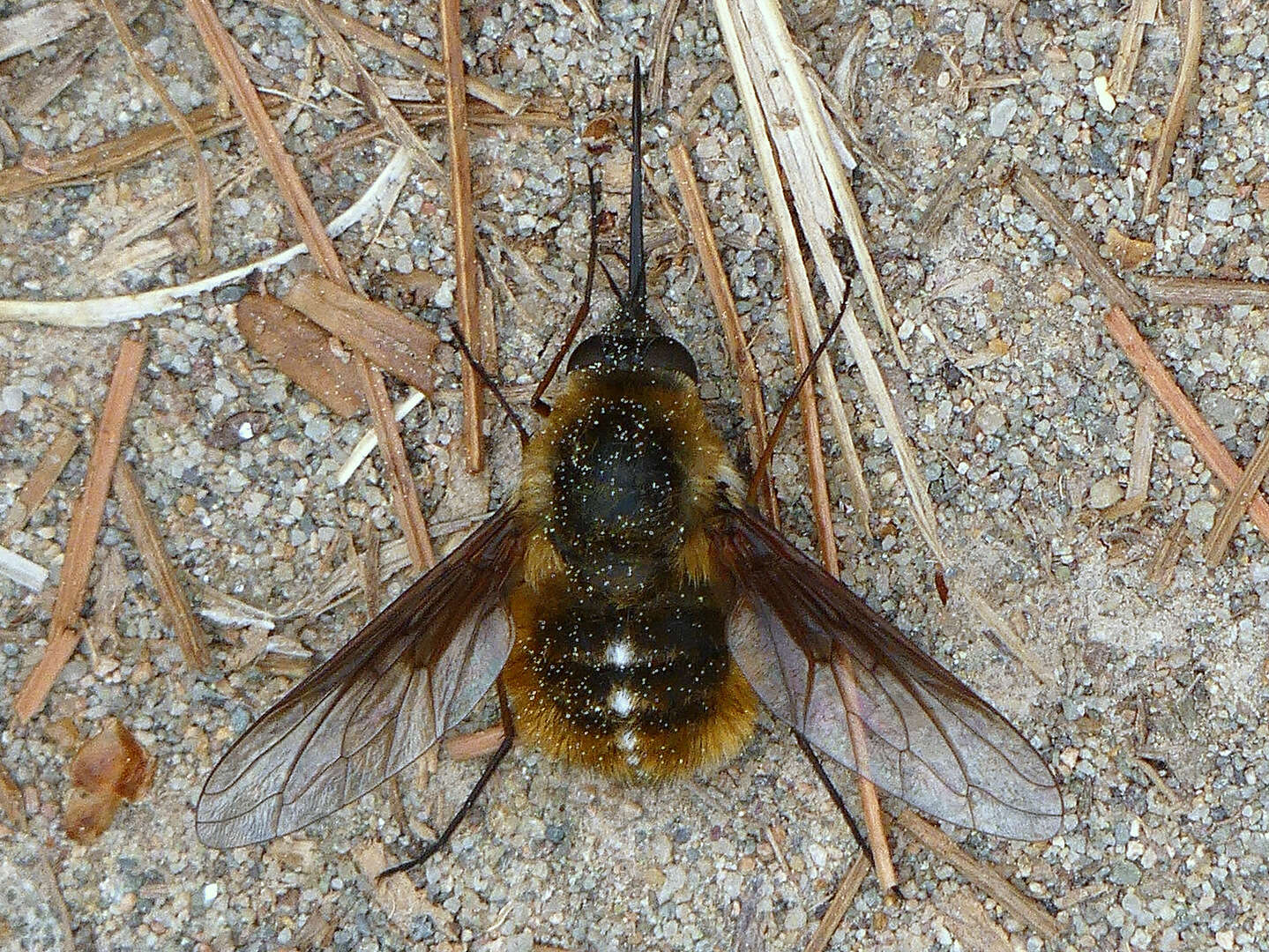 Image of Bombylius mexicanus Wiedemann 1821