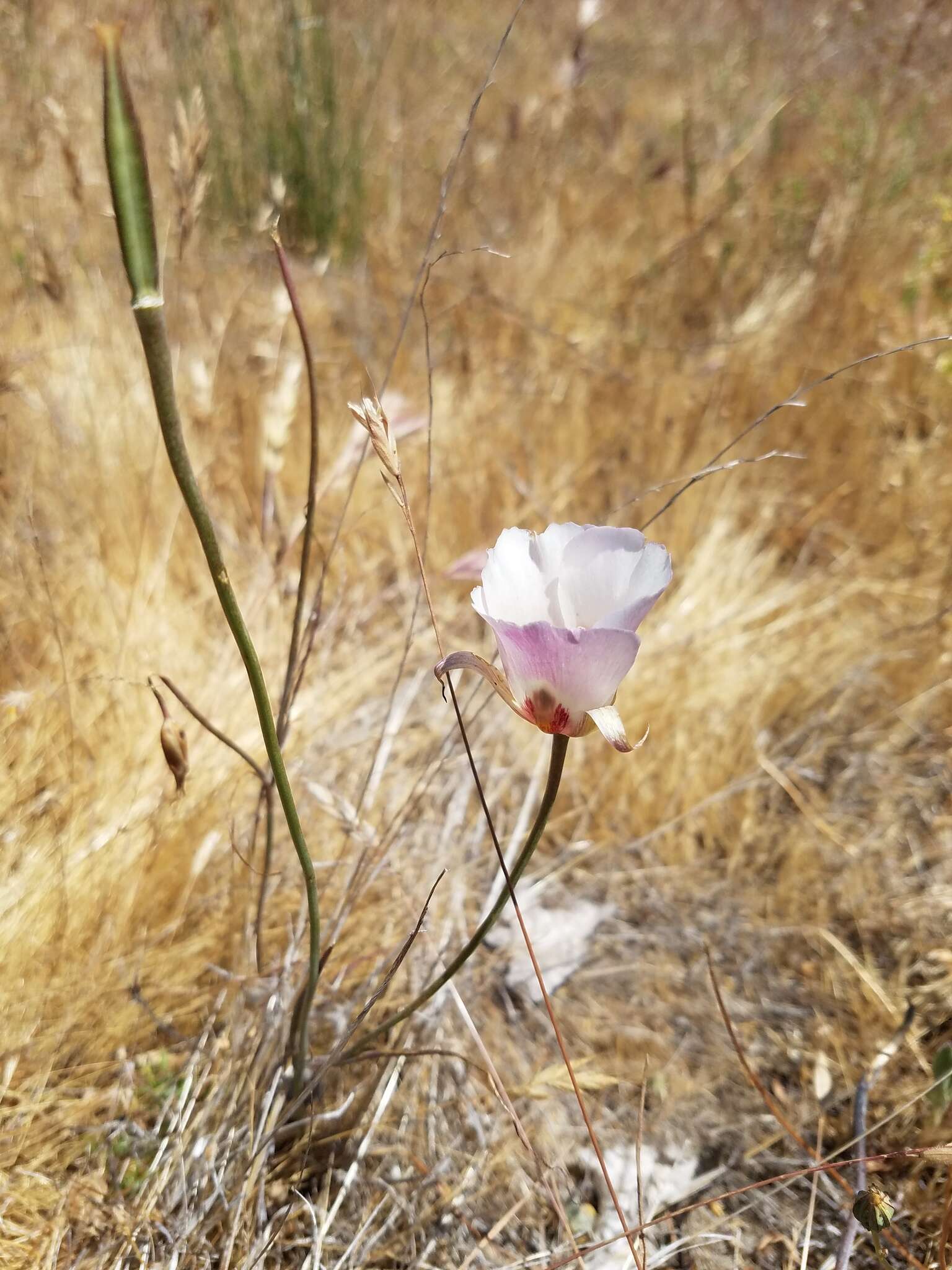 Calochortus simulans (Hoover) Munz resmi