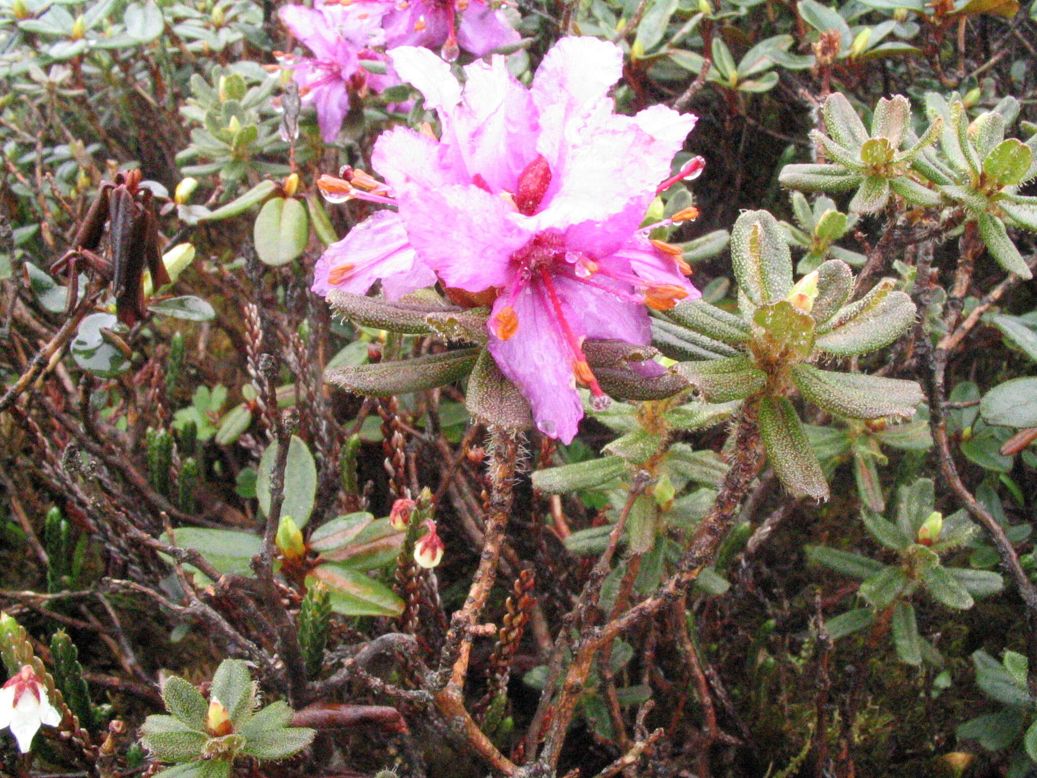 صورة Rhododendron setosum D. Don