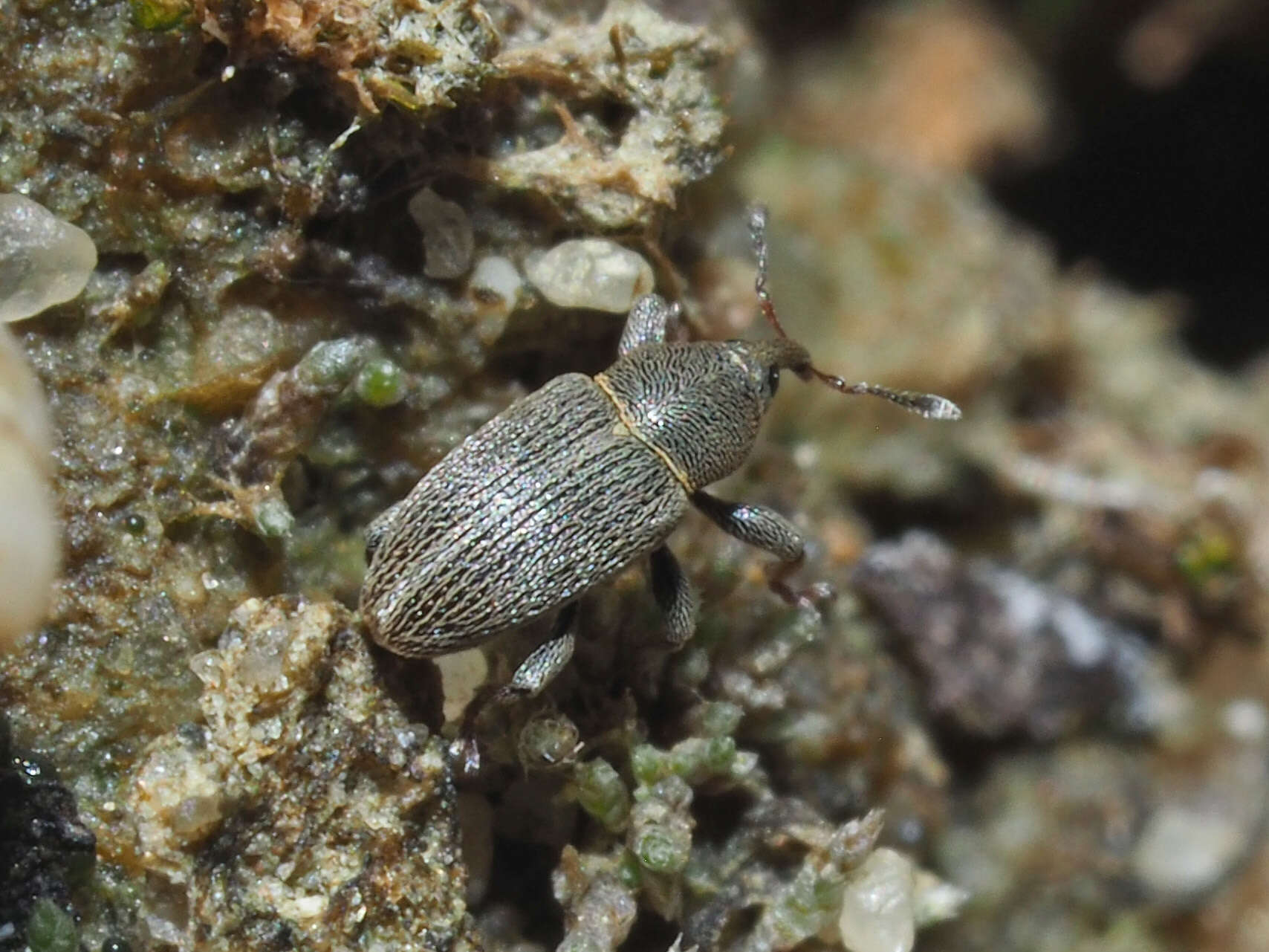 Image of Clover Seed Weevil