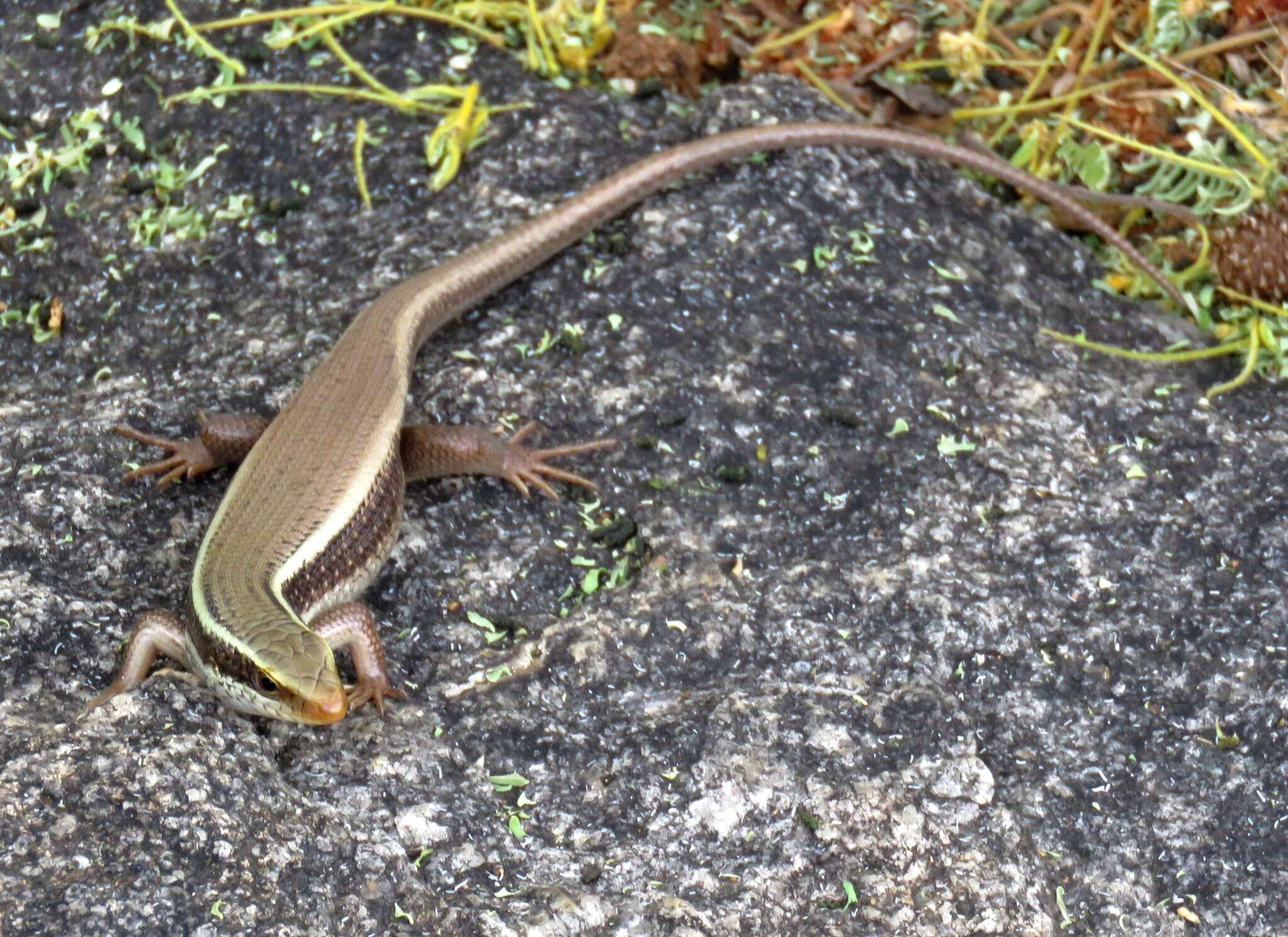 Imagem de Eutropis carinata (Schneider 1801)