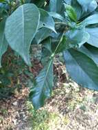 Image of Cape jasmine