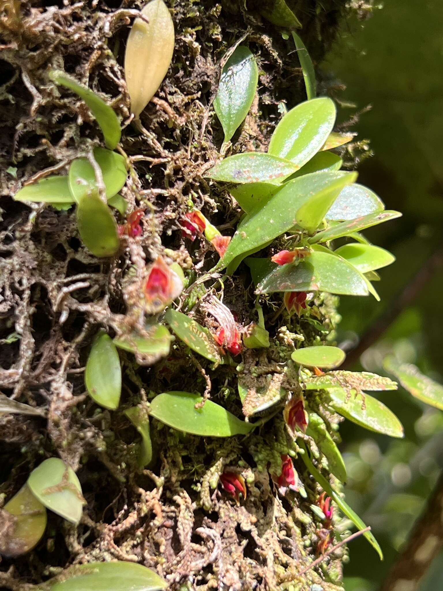 Image of Carite babyboot orchid