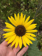 Image of common sunflower