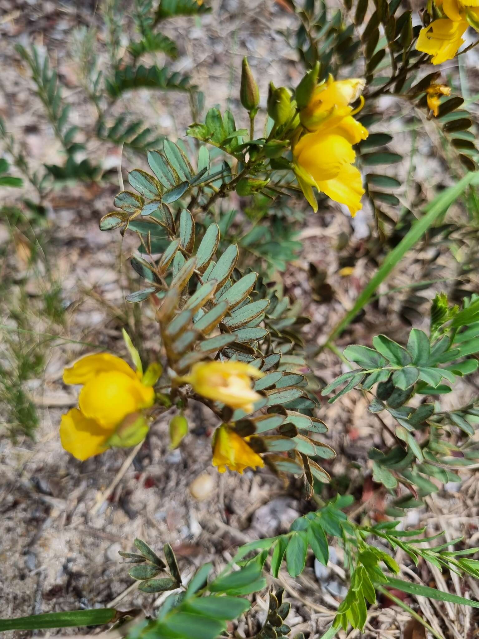 Image de Chamaecrista repens (Vogel) H. S. Irwin & Barneby