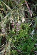 Image of field fumitory