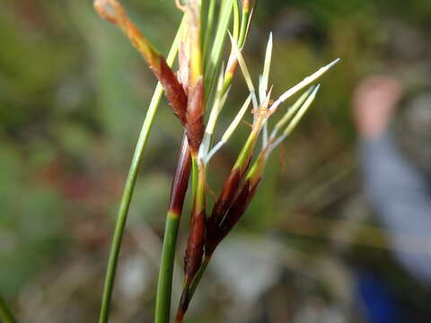 Imagem de Tetraria microstachys (Vahl) H. Pfeiff.