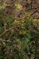 Image of Solanum chilense (Dun.) Reiche