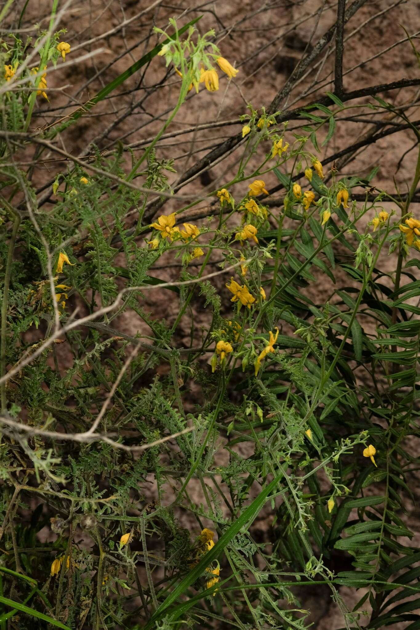 Image of Solanum chilense (Dun.) Reiche