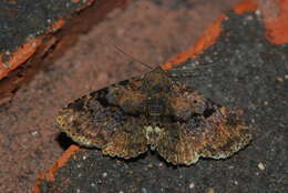 Image of Four-spotted Fungus Moth