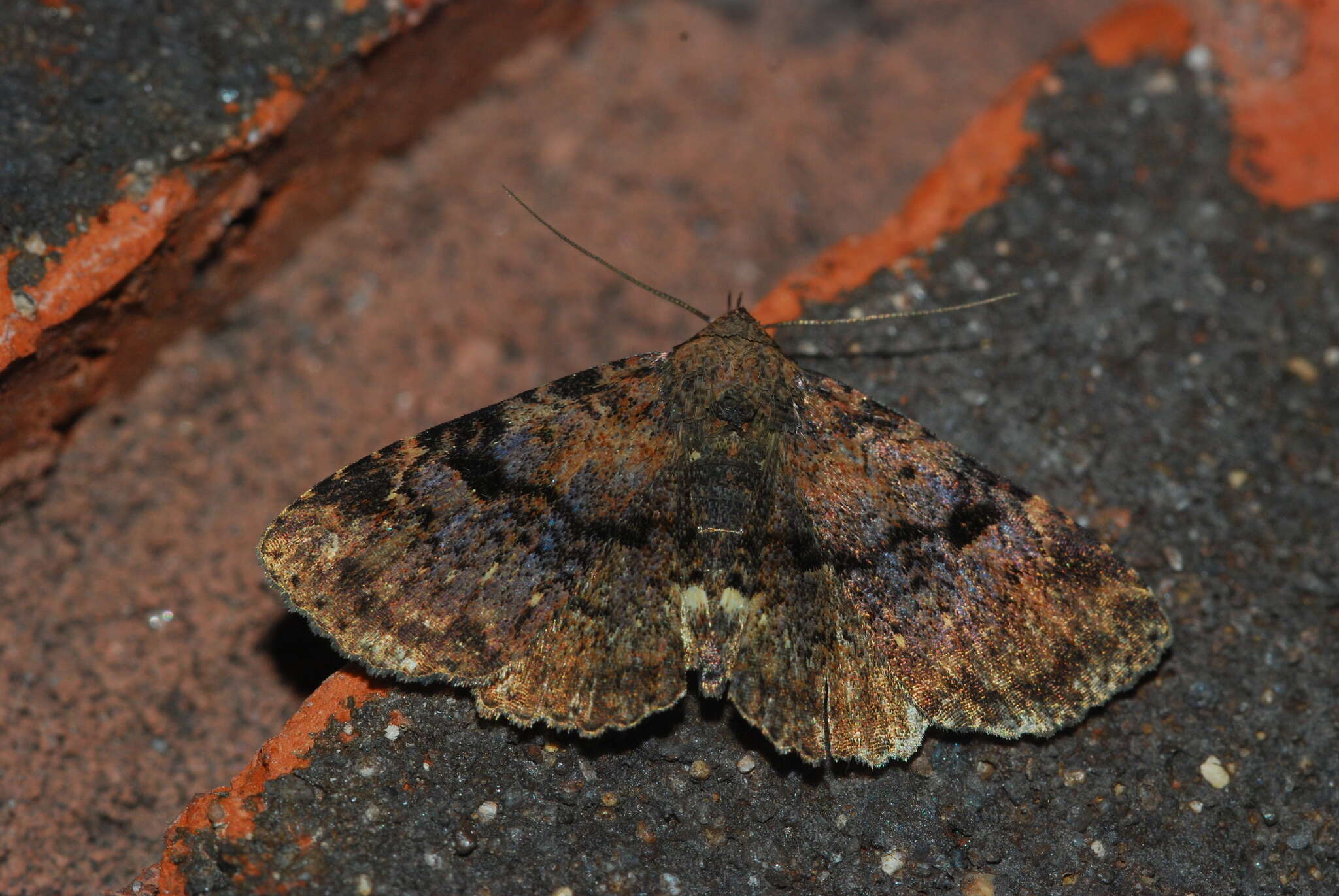 Image of Four-spotted Fungus Moth