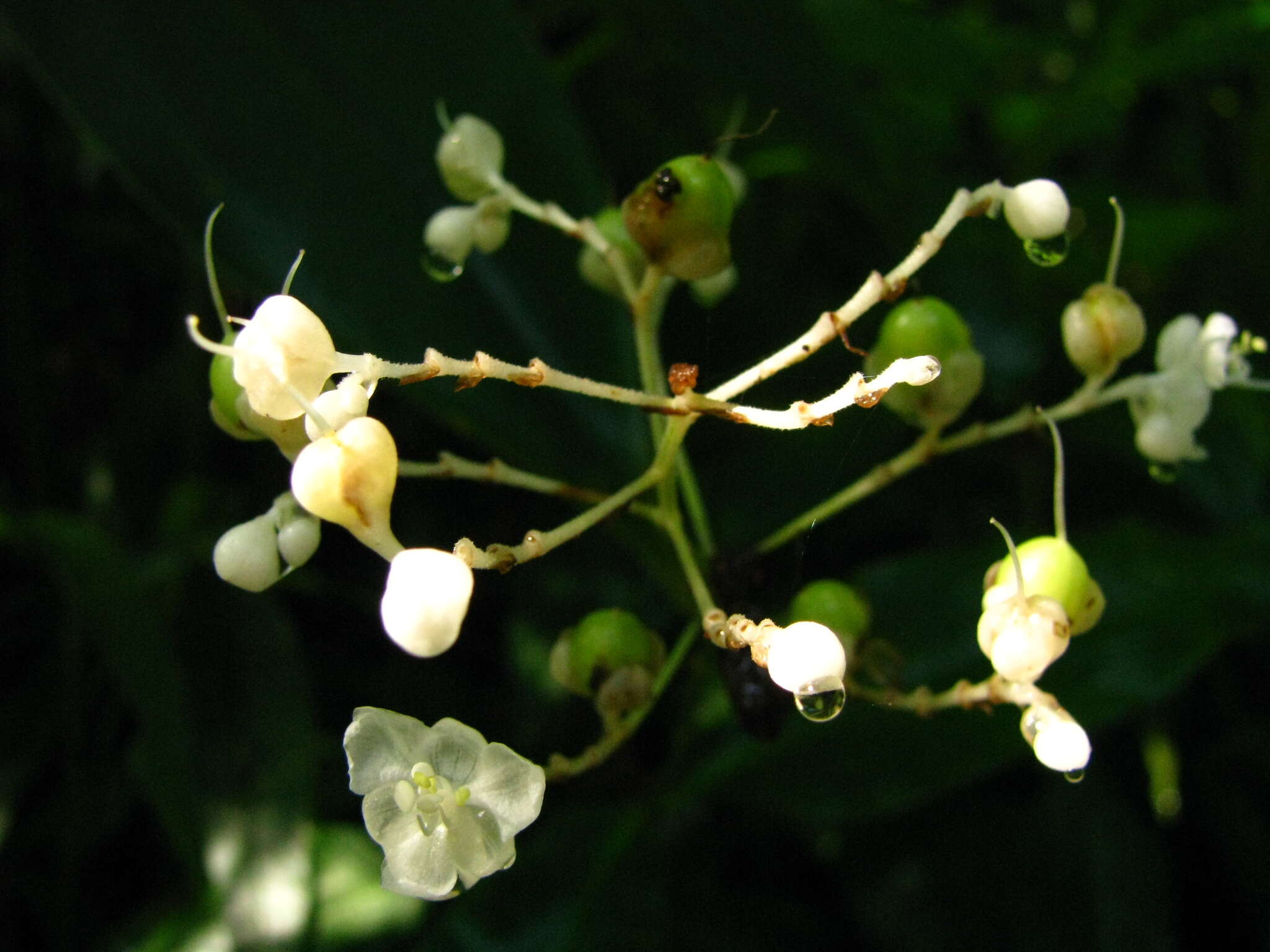 Image of Pollia secundiflora (Blume) Bakh. fil.