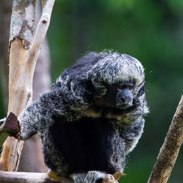 Image of Gray Monkey Saki