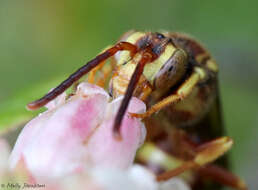 Слика од Nomada luteoloides Robertson 1895