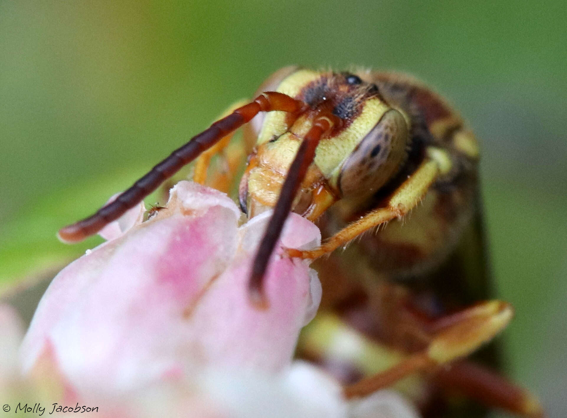 Image of Nomada luteoloides Robertson 1895