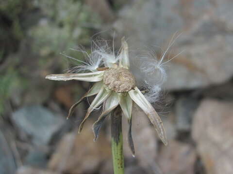 Image of Reichardia dichotoma (DC.) Freyn