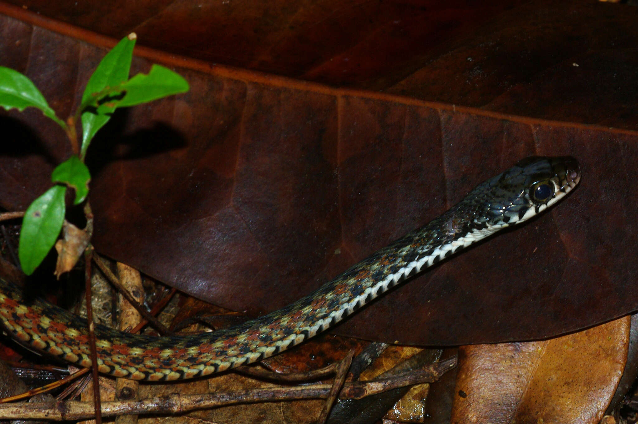 Imagem de Xenochrophis maculatus (Edeling 1864)