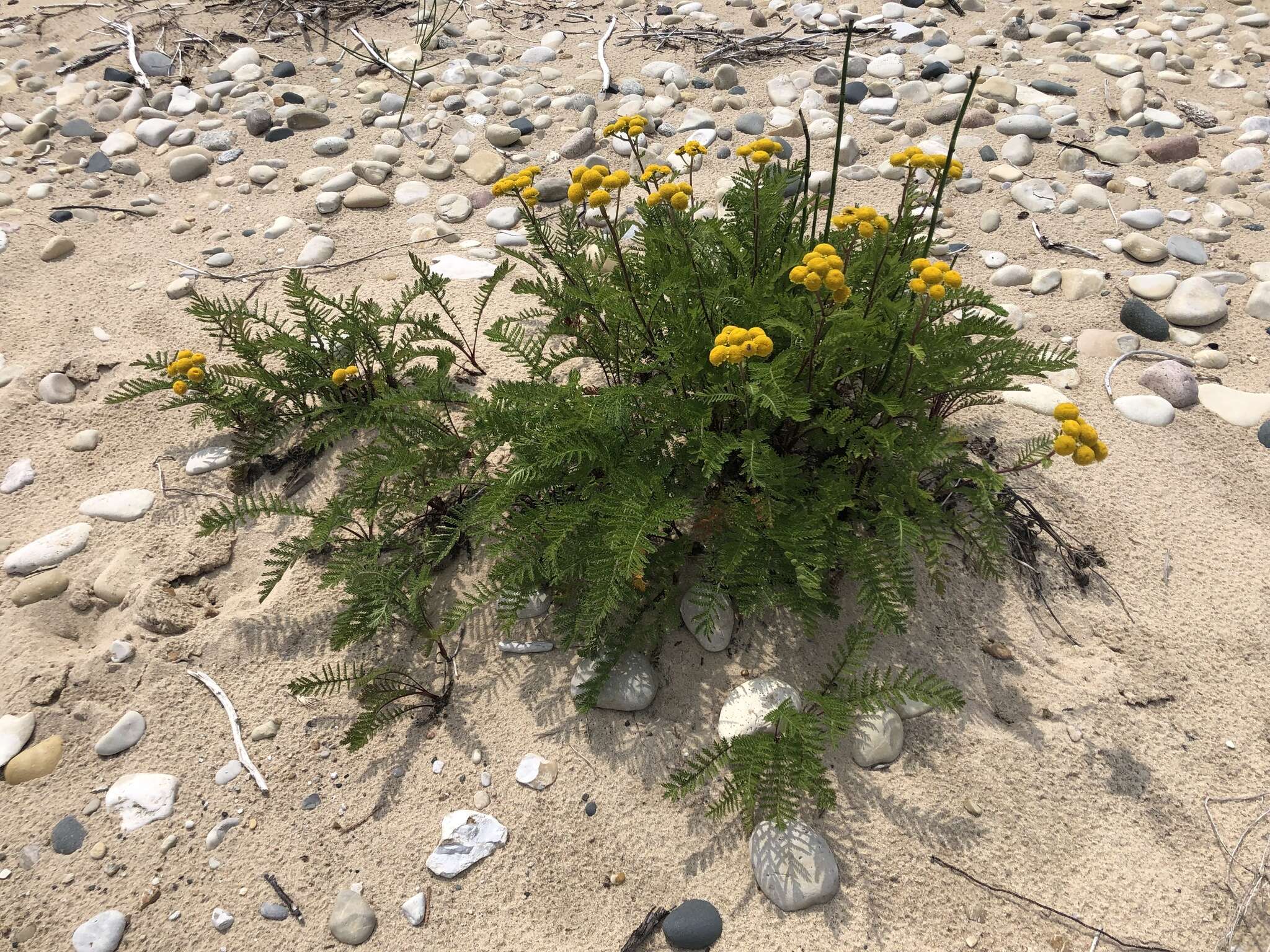 Image of Lake Huron tansy