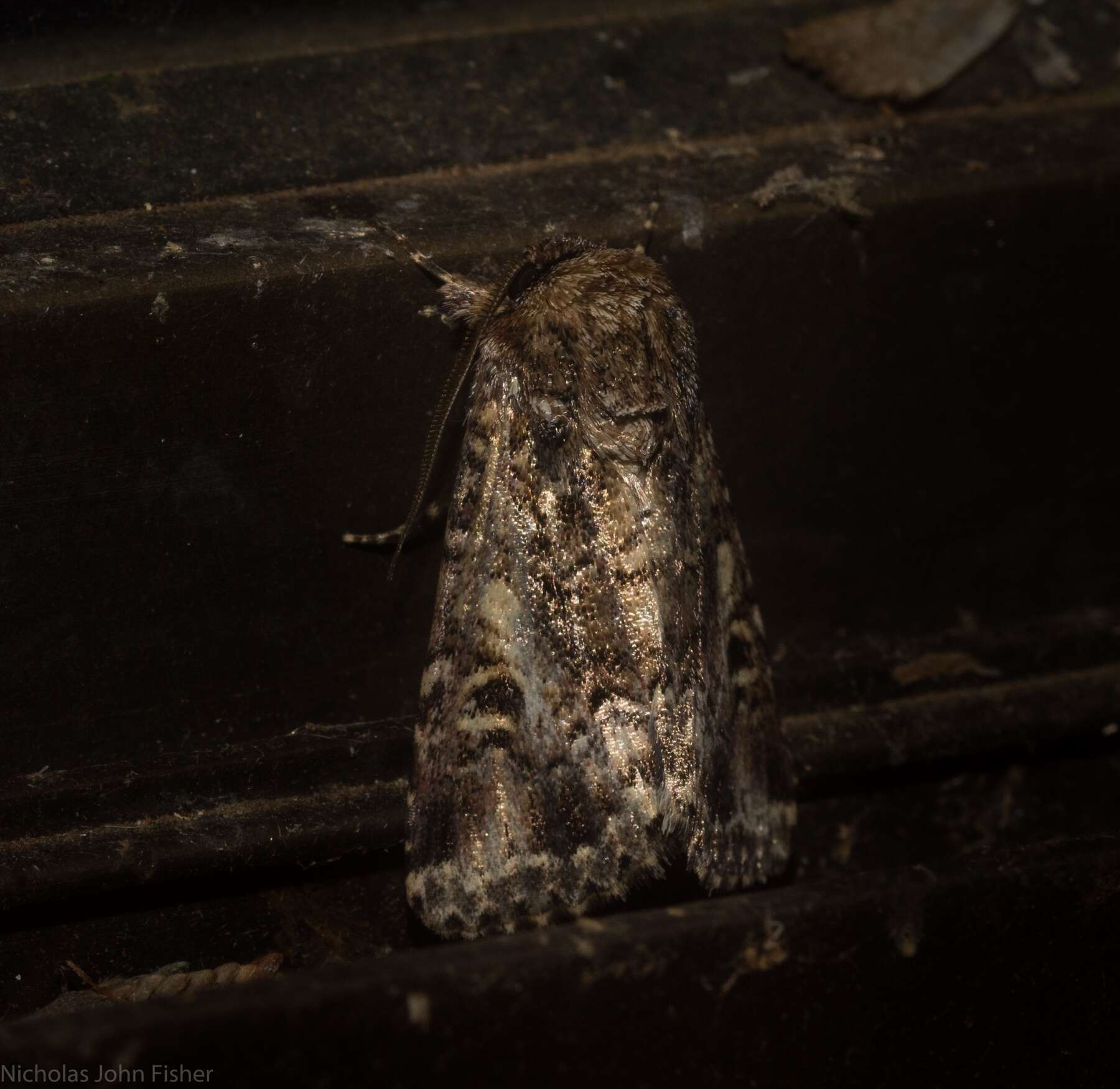 Image of Spodoptera umbraculata Walker 1858