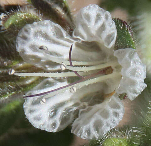 Image of Santa Lucia phacelia