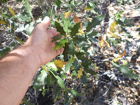 Image of Chisos red oak