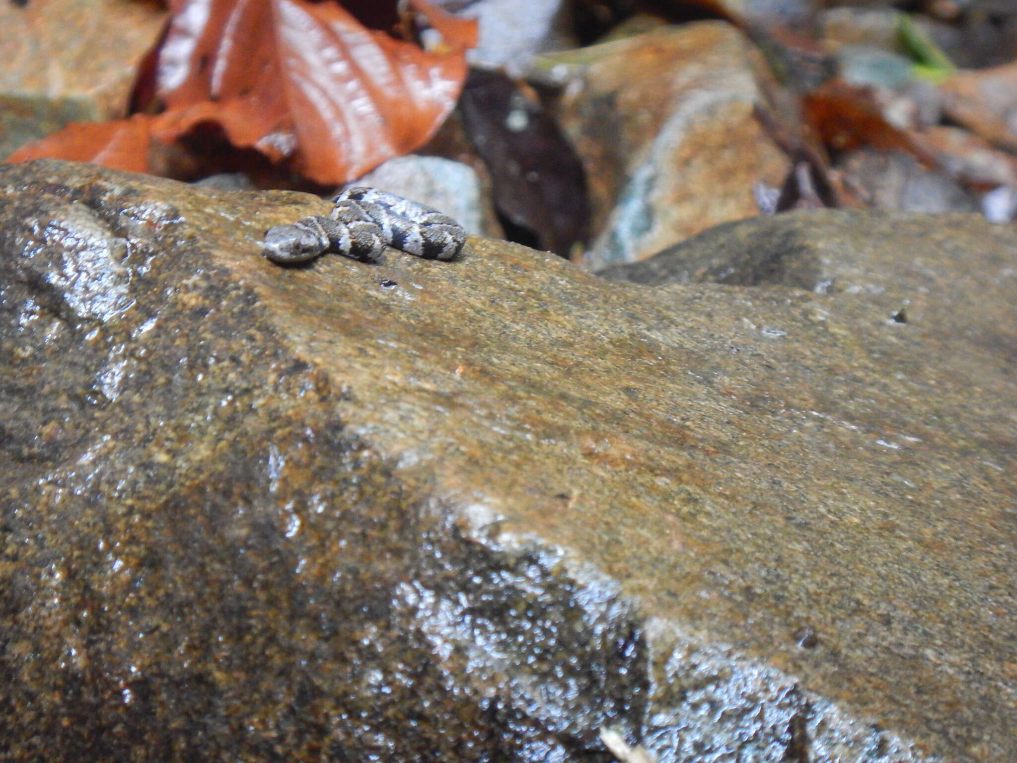 Image de Helicops angulatus (Linnaeus 1758)