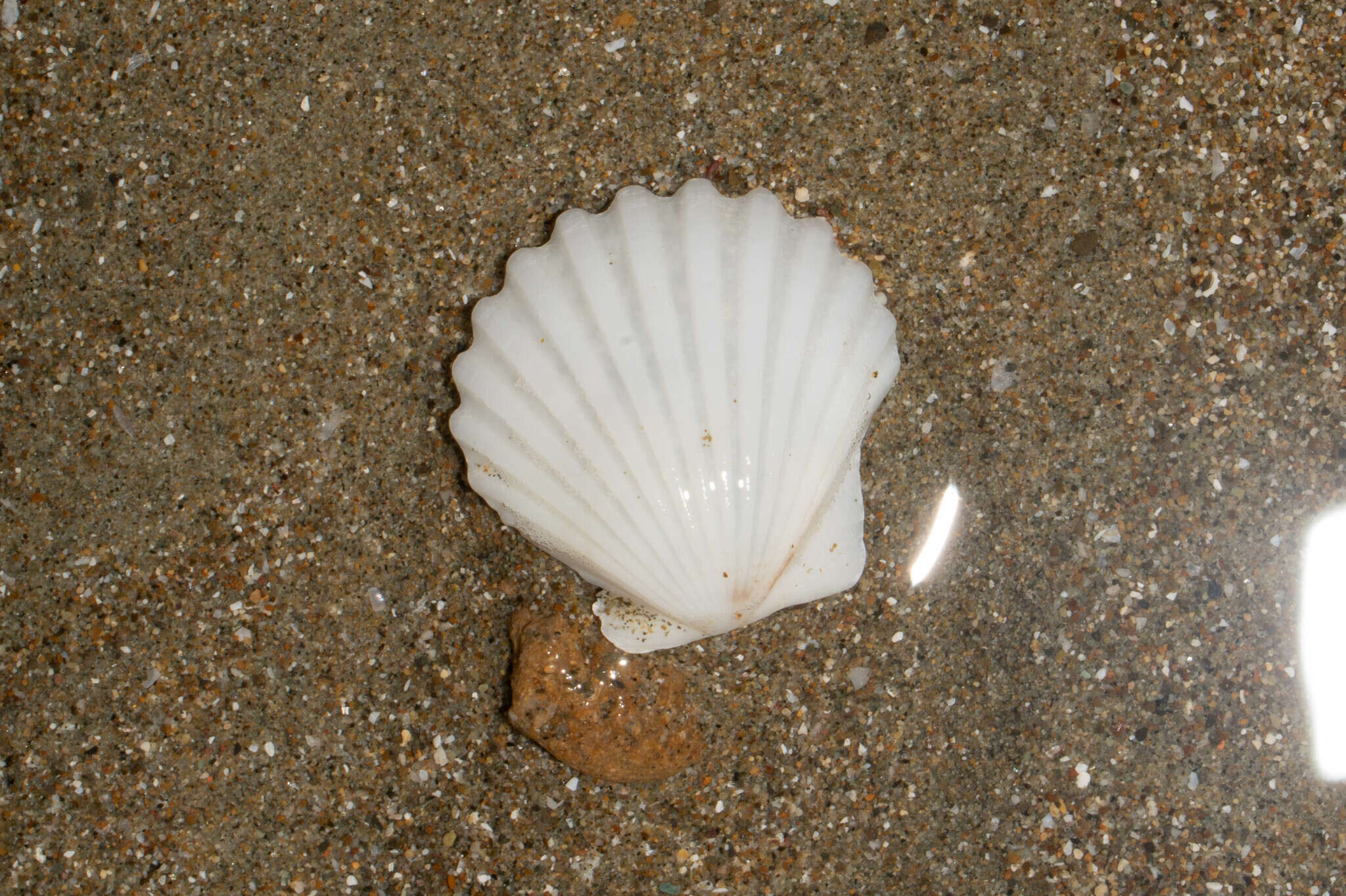 صورة Leptopecten Verrill 1897