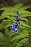 Gentiana asclepiadea L.的圖片