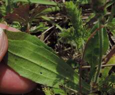 Plantago rhodosperma Decne.的圖片