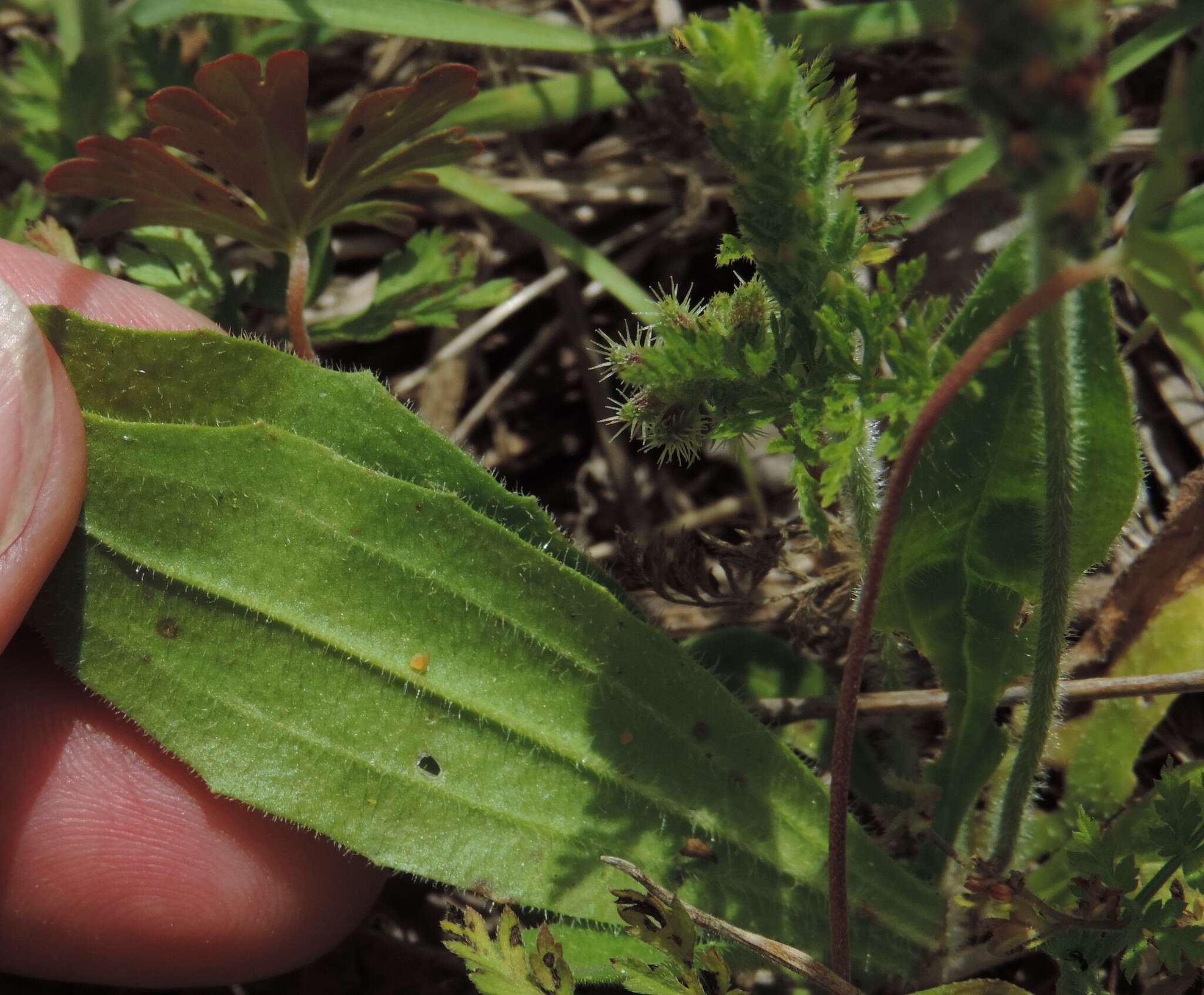 Plantago rhodosperma Decne.的圖片