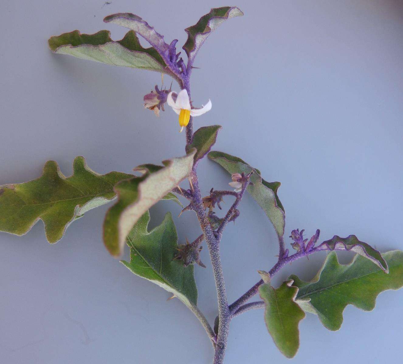 Image of Solanum catombelense Peyr.