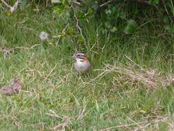 Image of Rufous-collared Sparrow