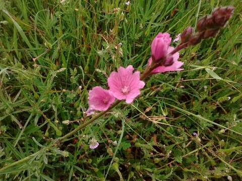 Image of dwarf checkerbloom