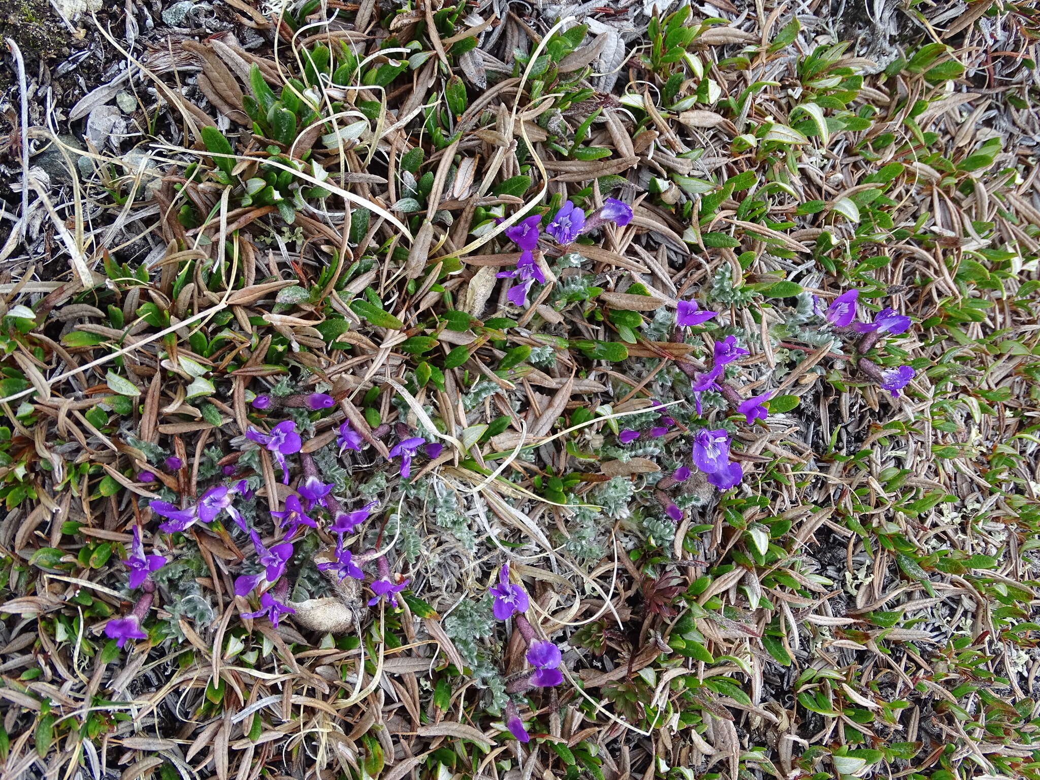 Image of <i>Oxytropis huddelsonii</i>