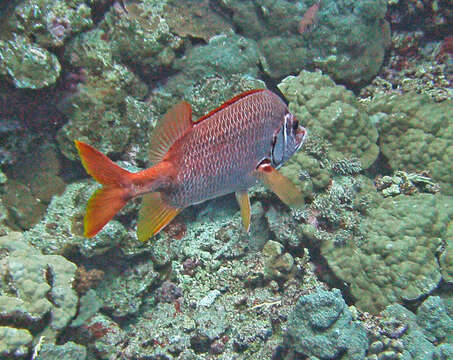 Image of Sabre squirrelfish