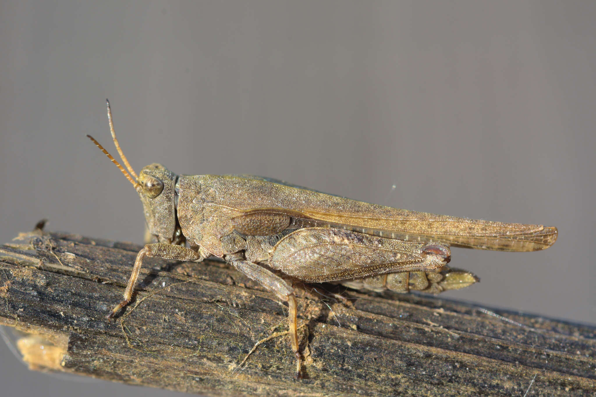 Image of Awl-shaped Pygmy Grasshopper