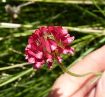 Image of African clover